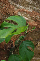 Rhaphidophora pertusa, leaves and thick stem, Elanji, Kerala, India