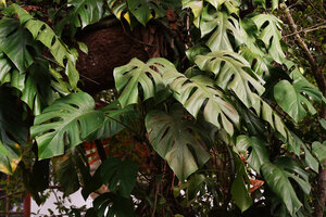 Rhaphidophora pertusa, leaves, Kochi, Kerala, India