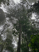 Rhaphidophora schlechteri cimbing along a tree trunk with all the lateral fertile stems displayed under the tree crown, Kwau, 1600 m asl, Arfak Mts, West Papua