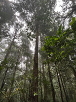 Rhaphidophora schlechteri climbing to 15 m along tree trunk, Kwau, 1600 m asl, Arfak Mts, West Papua