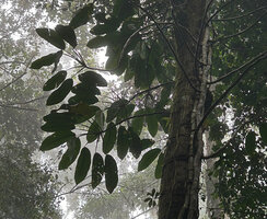 Rhaphidophora schlechteri, fan shaped leaf arrangegement due to differential torsion of the geniculum at the top of each leaf petiole, avoiding self shading, Kwau, 1600 m asl, Arfak Mts, West Papua