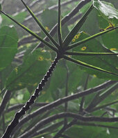 Rhaphidophora schlechteri, zigzaging articulated distal part of the lateral stems obviously remaining monopodial and suddenly reducing the internode length, Kwau, 1600 m asl, Arfak Mts, West Papua