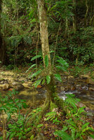 Rhaphidophora spuria climbing on tree trunk in forest understory, Biausevu, Viti Levu, Fiji,