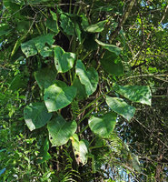Rhaphidophora spuria, leaves, Halisi, Vangunu, Solomon Islands