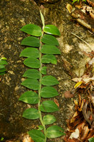 Rhaphidophora sylvestris, young shingle stage with rectangular appressed stem, Langkawi, Malaysia