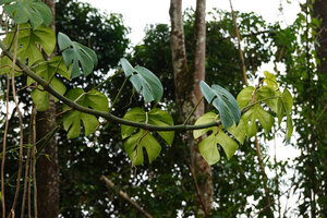 Rhaphidophora tetrasperma, freely hanging stem producing one adventitious root opposite to each foliage leaf, way from Tapah to Lata Iskandar, Perak, Malaysia