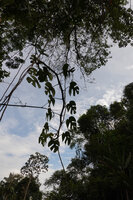 Rhaphidophora tetrasperma, freely hanging stem, way from Tapah to Lata Iskandar, Perak, Malaysia
