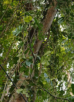 Rhaphidophora tetrasperma, freely hanging upward recurved stem with two inflorescences, way from Tapah to Lata Iskandar, Perak, Malaysia
