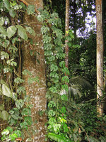 Rhaphidophora tetrasperma, hanging stem, Lata Iskandar area, Cameron Highlands, Malaysia