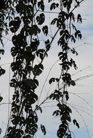 Rhaphidophora tetrasperma, hanging stems, way from Tapah to Lata Iskandar, Perak, Malaysia