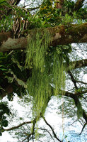 Rhipsalis baccifera hanging from horizontal branch, La Selva, Costa Rica