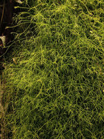 Rhipsalis baccifera on Vertical Garden, Sofitel Palm Jumeirah, Dubai