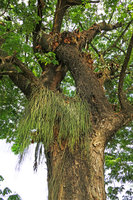 Rhipsalis baccifera with turgescent green stems and dehydrated Platycerium stemaria during the dry season on tree branch along city street, Edea, Cameroun