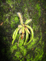 Rhipsalis cf. teres, hairy epiphytic cespitose seedling, Rio de Janeiro, Brazil