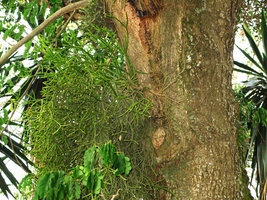Rhipsalis epiphytic with roots adhering to the host tree bark, Sierra dos Orgaos, Brazil