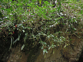 Rhipsalis houlletiana and Nematanthus crassifolius, hanging from a shaded rock, Tijuca NP, Rio de Janeiro, Brazil