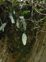 Rhipsalis houlletiana covered in Lichens and Algae, hanging from a shaded rock, Tijuca NP, Rio de Janeiro, Brazil
