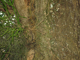 Rhipsalis roots adhering to the host tree bark, Sierra dos Orgaos, Brazil