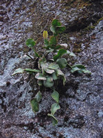 Rhipsalis sp. on a vertical rock, Tijuca NP, Rio de Janeiro, Brazil