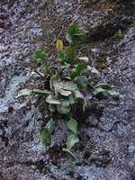 Rhipsalis sp. on a vertical rock, Tijuca NP, Rio de Janeiro, Brazil