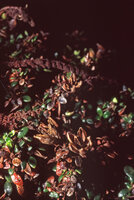 Rhododendron caespitosum, dry open capsules, Habbema lake, Wamena, West Papua