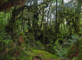 Rhododendron formosanum branches covered by mosses, Cilan forest, Taiwan June 2007, an inspiration from Nature for the new  green structures at Changi T 2 