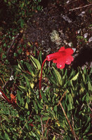 Rhododendron saxifragoides, Habbema lake, Wamena, West Papua