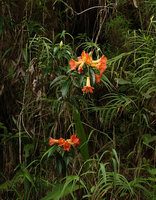 Rhododendron vanvuurenii flowering on vertical earth bank, Rantepao, Tana Toraja, South Sulawesi