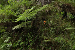 Rhododendron vanvuurenii on its vertical earth bank habitat with Cyathea, Dipteris and Blechnum ferns, Rantepao, Tana Toraja, South Sulawesi