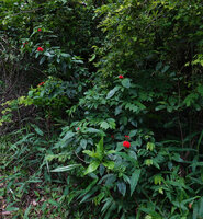 Rhodopentas bussei flowering at forest edge, Sanje waterfall, Udzungwa NP, Tanzania
