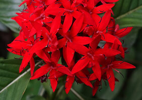 Rhodopentas bussei, flowers close up, Sanje waterfall, Udzungwa NP, Tanzania