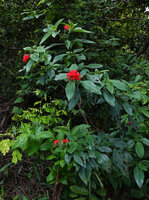 Rhodopentas bussei, glaucous leaves with prominent veins and inflorescences, Sanje waterfall, Udzungwa NP, Tanzania