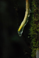 Rhodospatha wendlandii, mucus secreting root, La Selva, Costa Rica