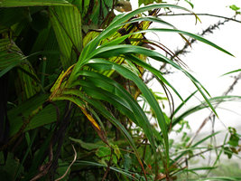 Rhuacophila javanica, with its inverted leaf blades, Gunung Ulu Kali, Selangor, MalaysiaRhuacophila javanica, with its inverted leaf blades, Gunung Ulu Kali, Selangor, Malaysia
