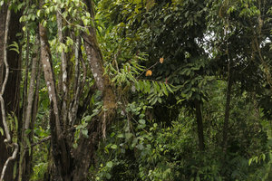 Rhynchanthus johnianus, epiphytic on mossy tree trunk in forest habitat, Putao, Kachin, Myanmar