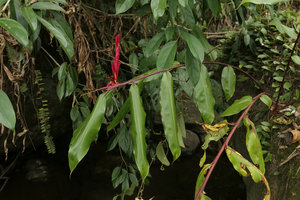 Rhynchanthus johnianus, flowering stem, Putao, Kachin, Myanmar