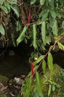 Rhynchanthus johnianus, flowering stems, Putao, Kachin, Myanmar