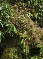 Rhynchanthus johnianus, saxicolous on rock emerging from forest stream, Putao, Kachin, Myanmar