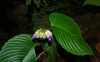 Rhynchoglossum borneense, asymmetric leaves and inflorescence, Danum Valley, Sabah, Borneo
