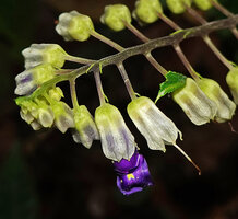Rhynchoglossum borneense, hyaline translucent calyx and purple corolla with tellow spot on the lip, Danum Valley, Sabah, Borneo