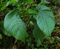 Rhynchoglossum notonianum, enantiomorph asymmetric successive leaves, Munnar, Kerala, India