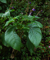 Rhynchoglossum notonianum, flowering individual with characteristic strongly asymmetric enantiomorph leaves, Munnar, Kerala, India