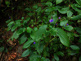 Rhynchoglossum notonianum, flowering population on seeping rock, Munnar, Kerala, India