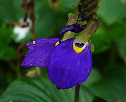 Rhynchoglossum notonianum, flower, Munnar, Kerala, India