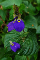 Rhynchoglossum notonianum, flowers, Munnar, Kerala, India