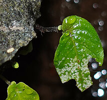 Rhynchoglossum notonianum, strongly anisocotylous seedling with the large asymmetric cotyledon on the right and the opposite tiny one on the left, Munnar, Kerala, India