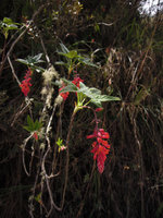 Ribes incarnatum, Manu NP, 3500 m, Peru
