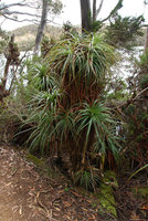 Richea pandanifolia, branched individual, probably in relation with traumatism, Lake Saint Clair, Cradle Mountain NP, Tasmania