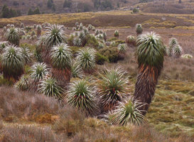 Richea pandanifolia, densely leaved individuals in open area, Cradle Mountain, Tasmania