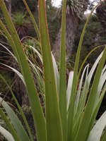 Richea pandanifolia, dentate leaf margins, Cradle Mountain, Tasmania